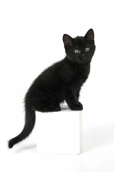 CAT. 7 weeks old, black kitten, sitting, cute, studio, white background