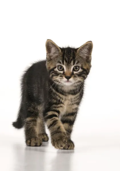 CAT. 7 weeks old tabby kitten, walking to camera, cute, studio, white background