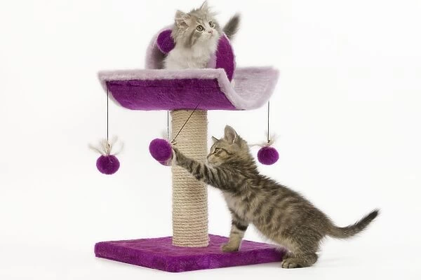 Cat - 8 week old British shorthair & British longhair kittens in studio playing on activity centre  /  scratching post