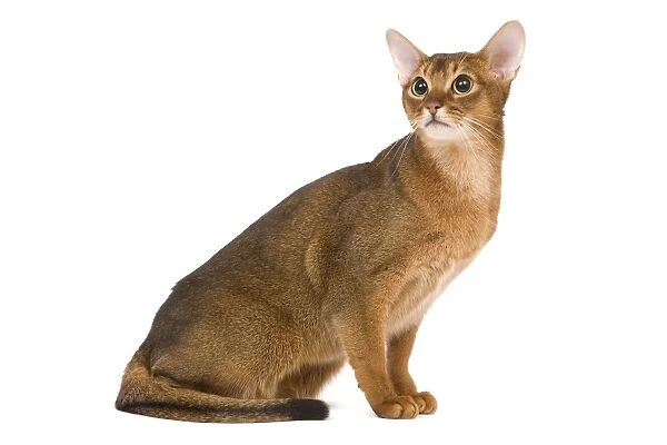 Cat - Abyssinian  /  Hare cat