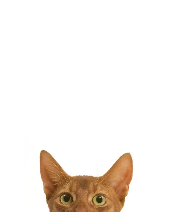 Framed Print : Abyssinian Cat Print Framed Print : Abyssinian Cat Print