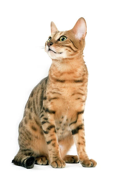 Cat - Bengal brown spotted tabby in studio