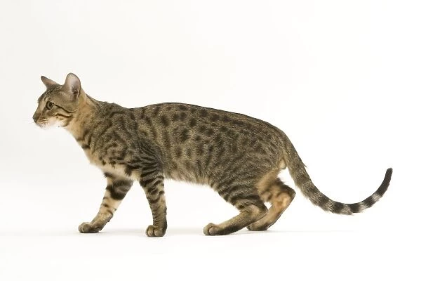Cat - Bengal, shorthaired