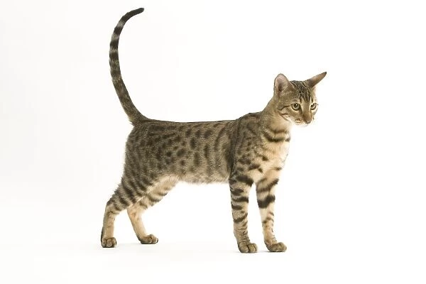 Cat - Bengal, shorthaired