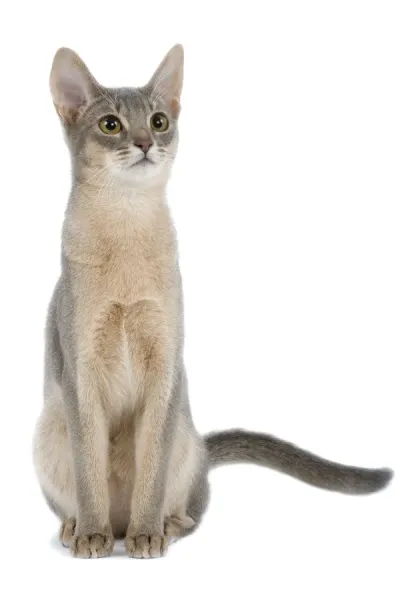 Cat blue Abyssinian in studio For sale as Framed Prints, Photos, Wall Art  and Photo Gifts