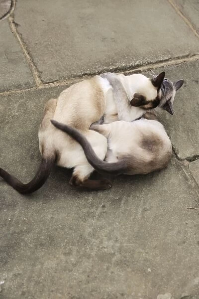 CAT. Blue point siamese cat and chocolate point siamese cat playing