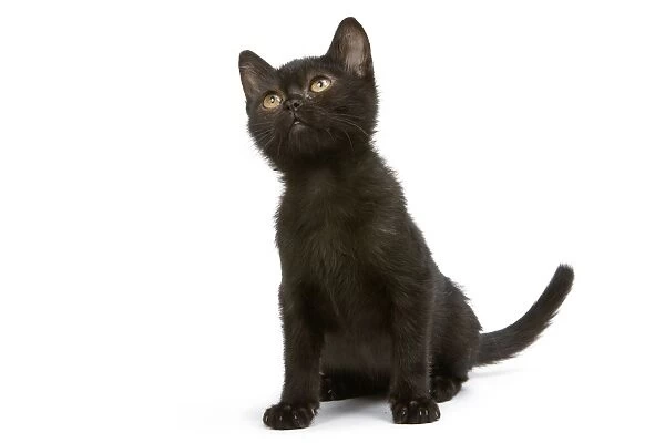 Cat - Bombay Kitten - looking up