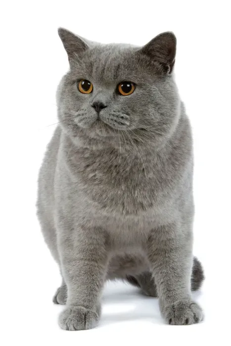 Framed Print : British Blue Cat Print Framed Print : British Blue Cat Print