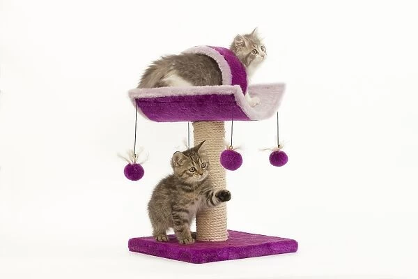 Cat - British longhair - 8 week old kitten playing on cat activity centre  /  scratch post