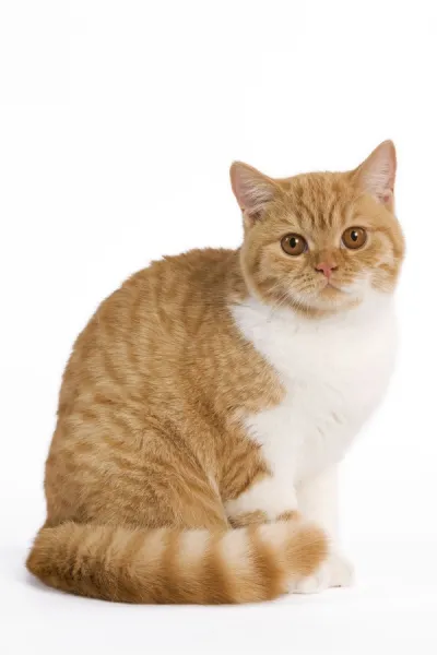 Ginger shorthair sales