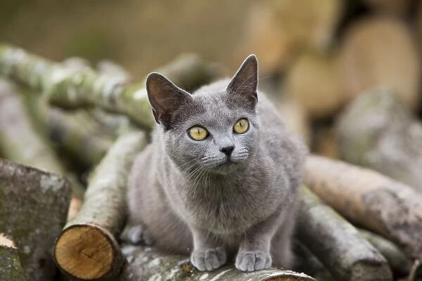 Cat - Chartreux sitting on woodpile