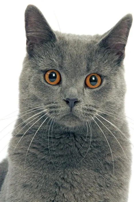 Framed Print : Chartreux Cat Print Framed Print : Chartreux Cat Print