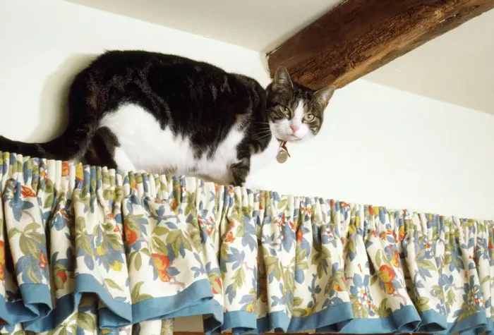 Framed Print : Cat climbing JD-3570 Print Framed Print : Cat climbing JD-3570 Print