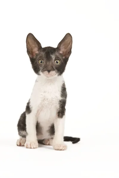 Cat - Cornish Rex kitten