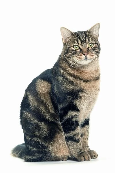 Cat - European Brown Tabby