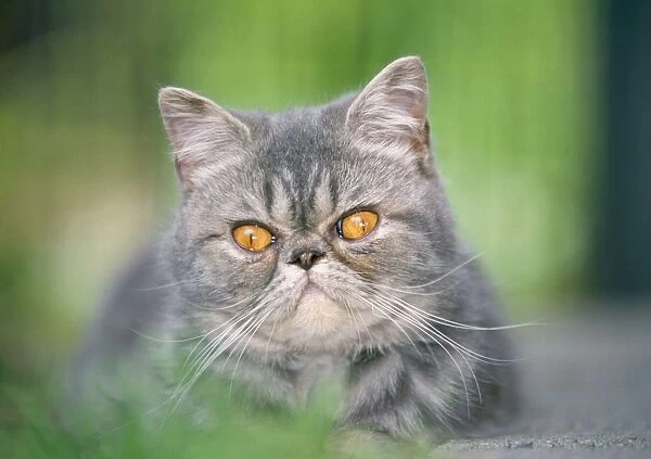 Cat - Exotic Shorthair  /  Blue Tabby Cat