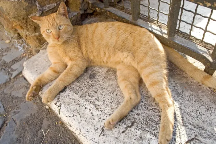 Framed Print : Ginger Cat Print on Stone Step LA-8868