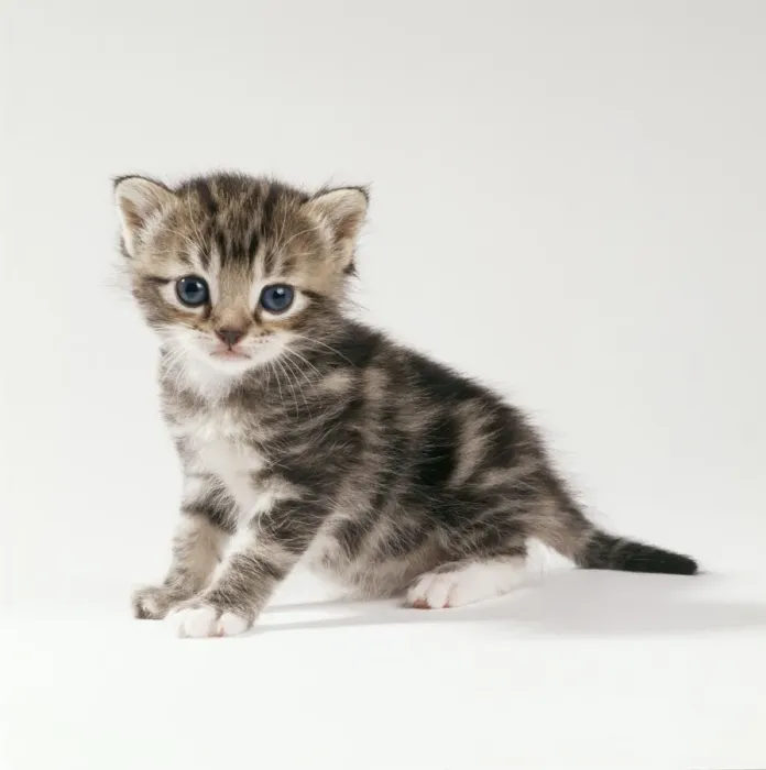 Week Old Kitten Kitten Baby Cat 20 Day Old Kitten Print Side Art Prints, Posters Puzzles