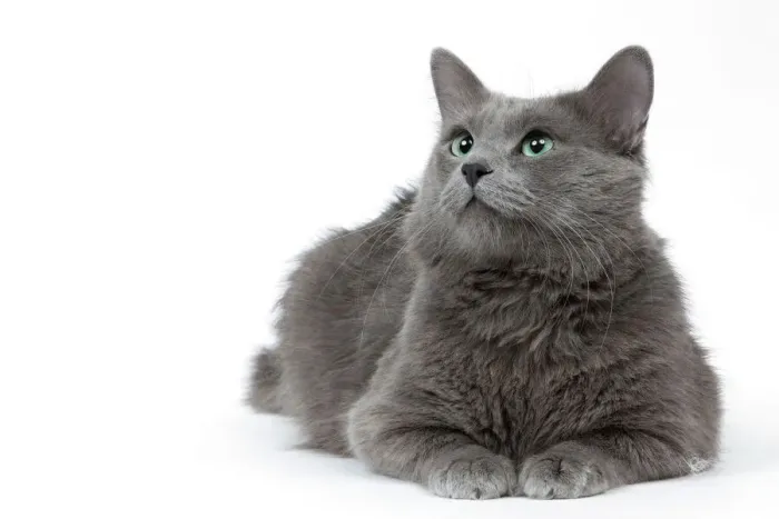 Framed Print : Cat - Nebelung Print Framed Print : Cat - Nebelung Print