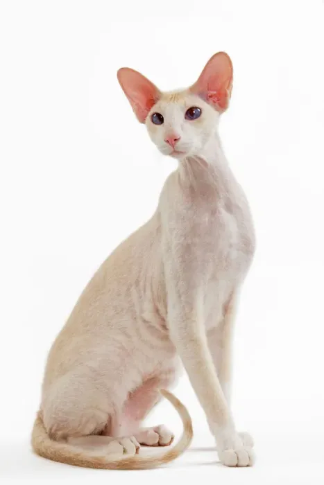 Framed Print : Cat - Peterbald breed studio print LA-4760 Framed Print : Cat - Peterbald breed studio print LA-4760