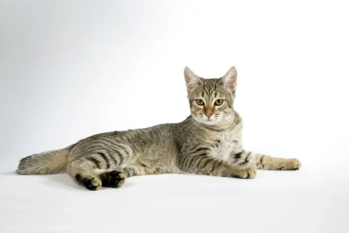 Framed Print : Pixie-Bob Cat Laying Down Print Framed Print : Pixie-Bob Cat Laying Down Print