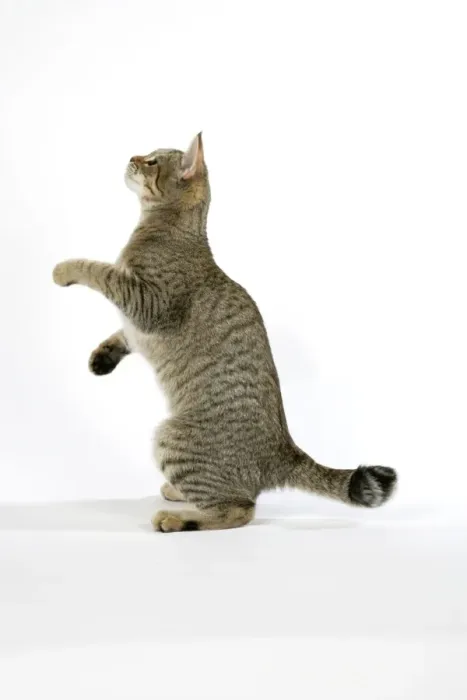 Framed Print : Pixie-Bob Cat Standing on Hind Legs Print Framed Print : Pixie-Bob Cat Standing on Hind Legs Print