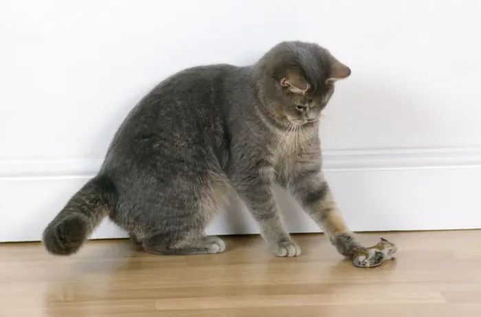 Framed Print : Cat Playing with Mouse Print Framed Print : Cat Playing with Mouse Print