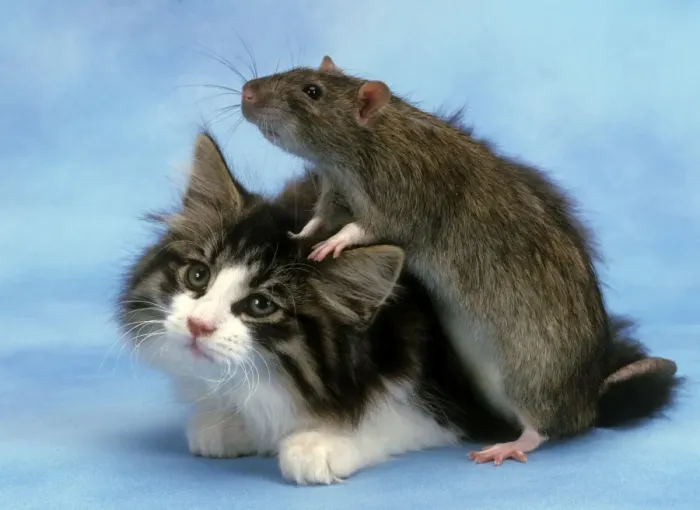 Framed Print : Cat and Rat together LA-1919 Print Framed Print : Cat and Rat together LA-1919 Print