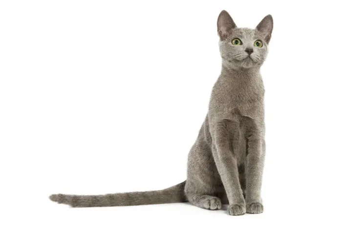 Framed Print : Russian Blue Cat Print LA-5454 Framed Print : Russian Blue Cat Print LA-5454