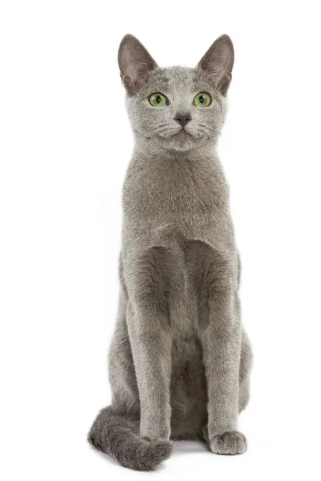 Framed Print : Russian Blue Cat Print (LA-5457) Framed Print : Russian Blue Cat Print (LA-5457)