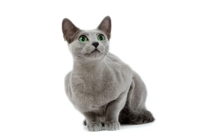 Framed Print : Russian Blue Cat Print (LA-8479) Framed Print : Russian Blue Cat Print (LA-8479)