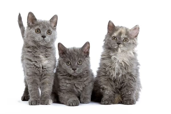 Cat - Selkirk Rex kittens - three in studio