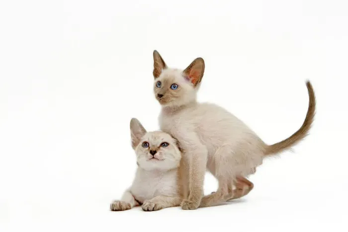 Framed Print : Siamese Cat Print - Two Kittens in Studio Framed Print : Siamese Cat Print - Two Kittens in Studio