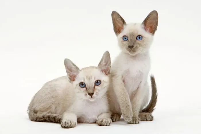 Framed Print : Siamese Cat Print - Two Kittens in Studio Framed Print : Siamese Cat Print - Two Kittens in Studio