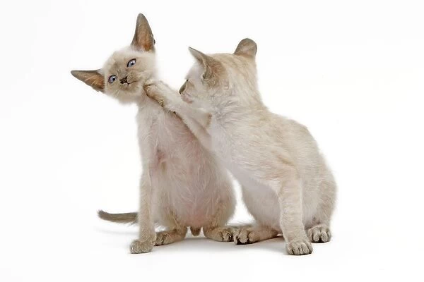 Cat - Siamese - two kittens in studio play fighting