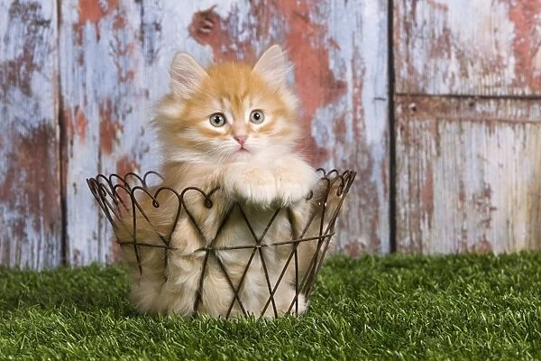 Cat - Siberian kitten in basket