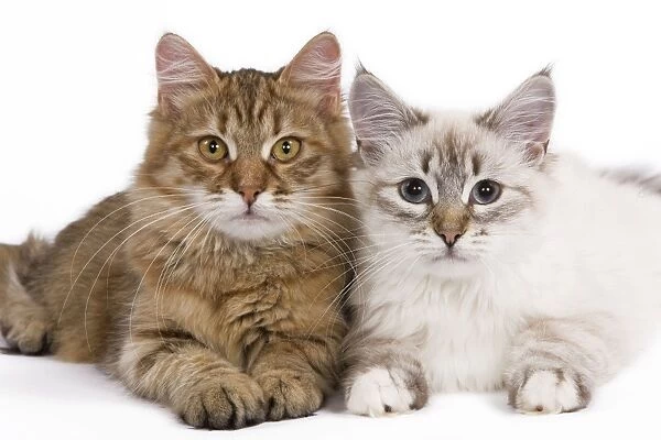 Cat - Siberian - two lying down together