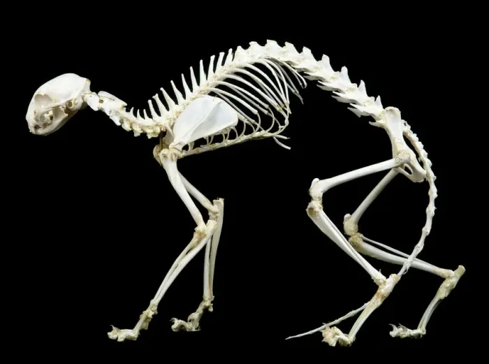 Framed Print : Cat Skeleton Print LA-82 Framed Print : Cat Skeleton Print LA-82