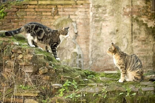 Cat - two on stone wall - Rome - Italy