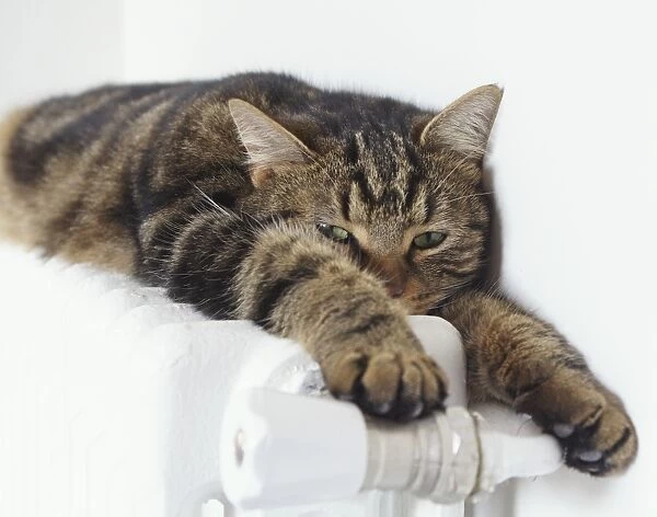 Cat - tabby lying on top of radiator