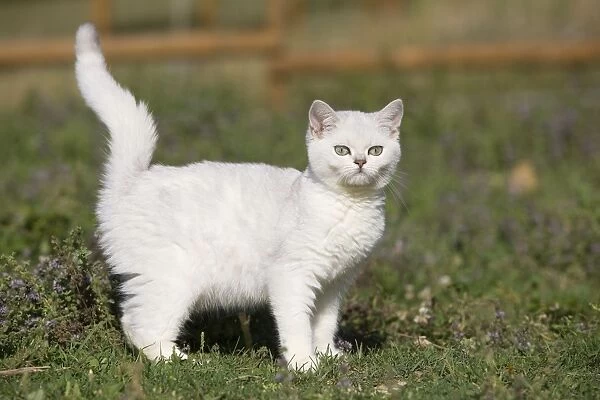 Cat - white British shorthair