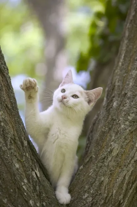 Framed Print : White kitten perched in a tree, LA-1132 Print Framed Print : White kitten perched in a tree, LA-1132 Print