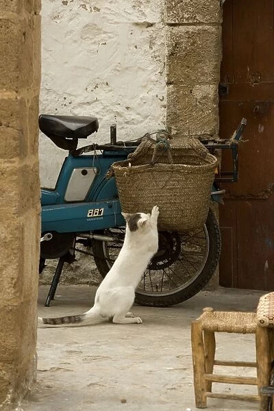 Cat - white & tabby cat scratching claws on woven bag on back of motobike. Morocco