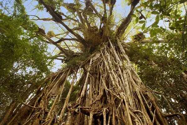 Cathedral Fig Tree - this is the most impressive Strangler Fig on the Atherton Tablelands. The tree is 50 m high and its girth, including all its widespread roots, is over 43 m - Cathedral Fig Tree, Atherton Tablelands, Queensland, Australia