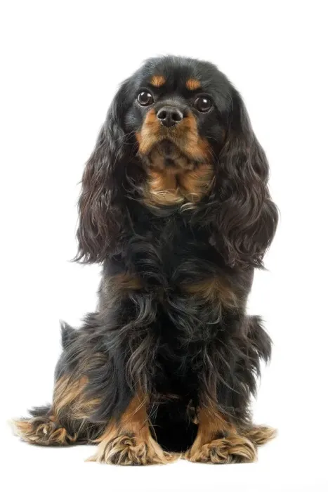 Framed Print : Cavalier King Charles Spaniel Print LA-3501 Framed Print : Cavalier King Charles Spaniel Print LA-3501