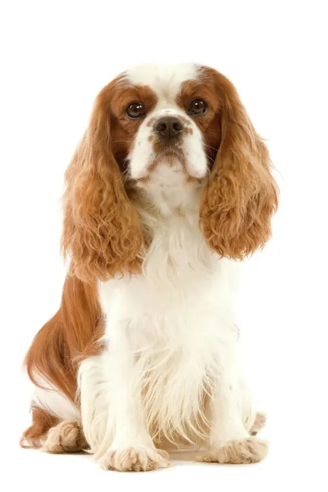 Framed Print : Cavalier King Charles Spaniel Print LA-3554 by Ardea Framed Print : Cavalier King Charles Spaniel Print LA-3554 by Ardea
