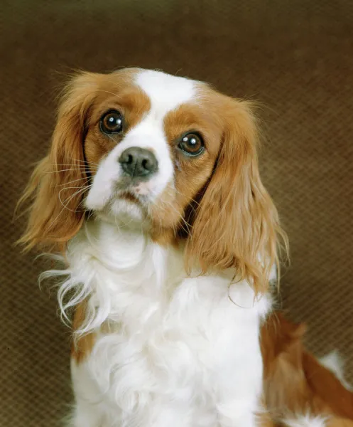 Cavalier King Charles Spaniel Dog