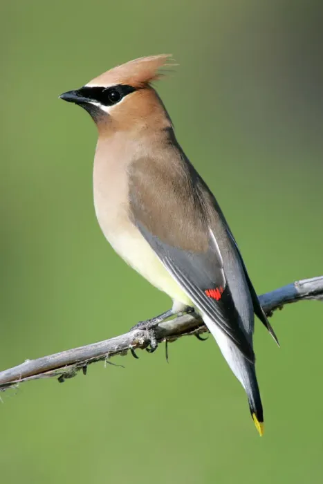 Framed Print : Cedar Waxwing Print Framed Print : Cedar Waxwing Print