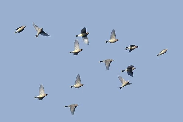 Cedar Waxwing - flock in fall migration. October, CT, USA