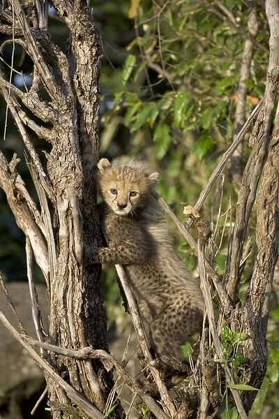 Cheetah - 8 week old cub climbing tree - Maasai Mara Reserve - Kenya